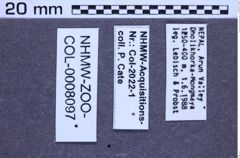 Etikette zu Rismethus longicollis (Candèze, 1896) (NHMW-ZOO-COL-0008097)